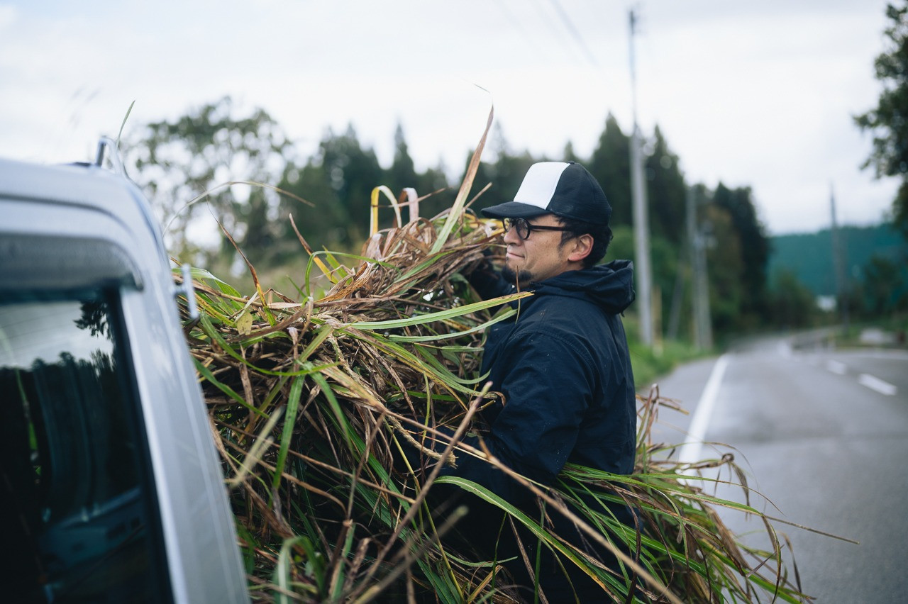 Winter preparation in heavy snowfall areas: 'thatching'.