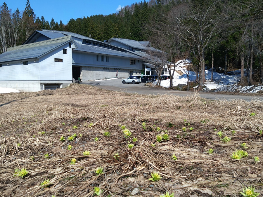 Early summer weather in Niigata, Saturday brewery tours resumed in April.