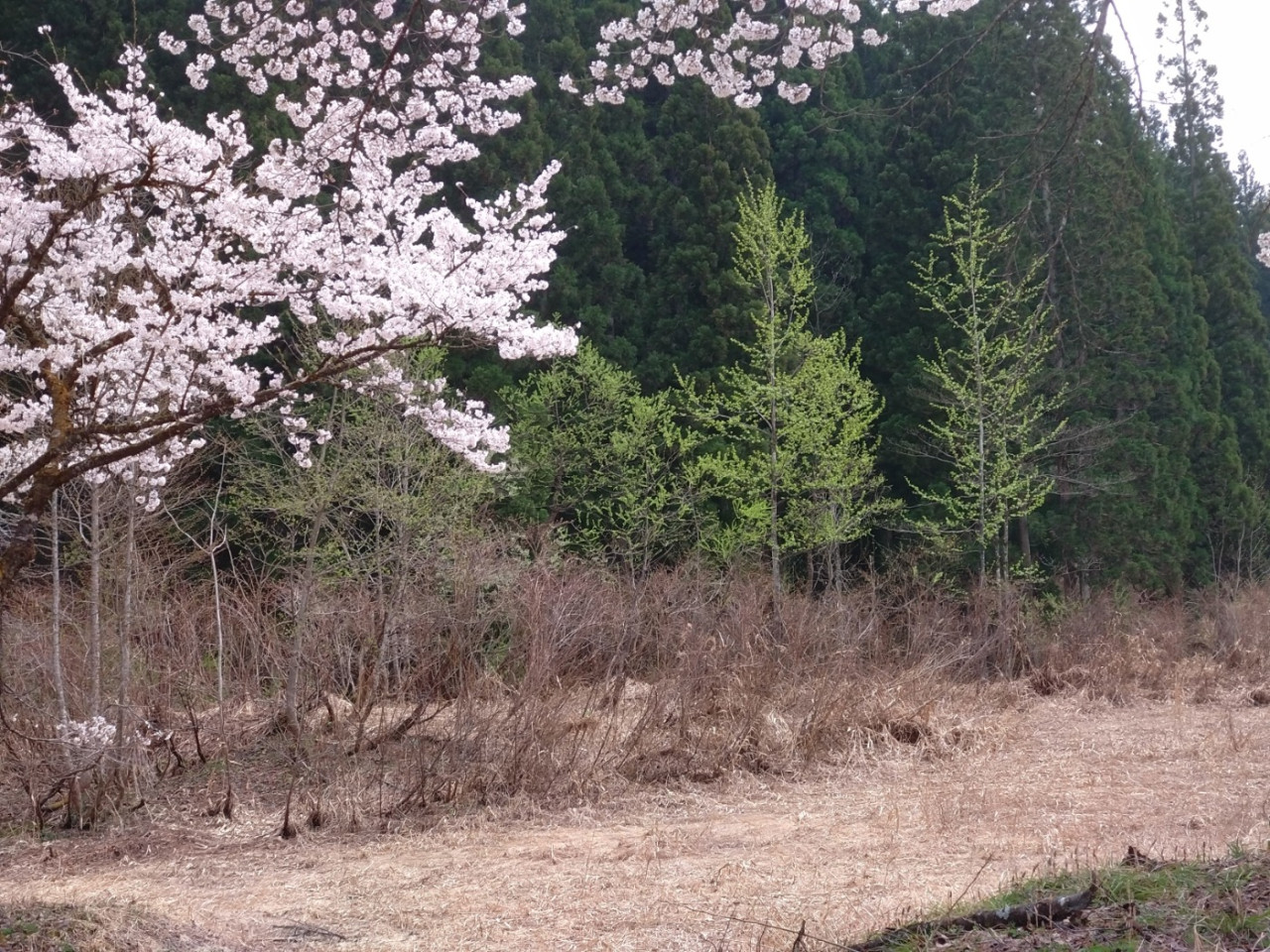 Цветущая сакура 🌸, свежая зелень 🌿, здравоохранение и сакэ Ниигата 🍶 - во время экскурсии по пивоварне в Цунане