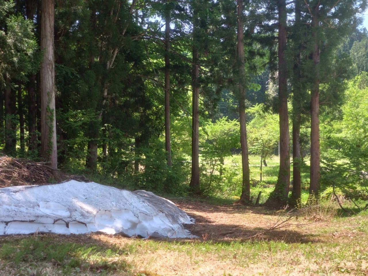 The rice planting season has started in Tsunan Town, Niigata Prefecture! There is still snow on the ground at Tsunan Brewery ⛄, popular with customers on brewery tours✨.