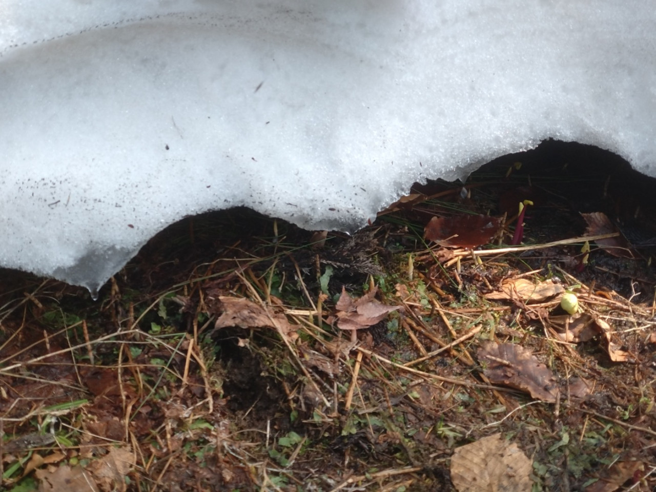 니가타현 쓰난초에서는 모내기 시즌이 시작! 津南醸造にはまだ残雪が⛄蔵見学のお客様に人気✨✨。