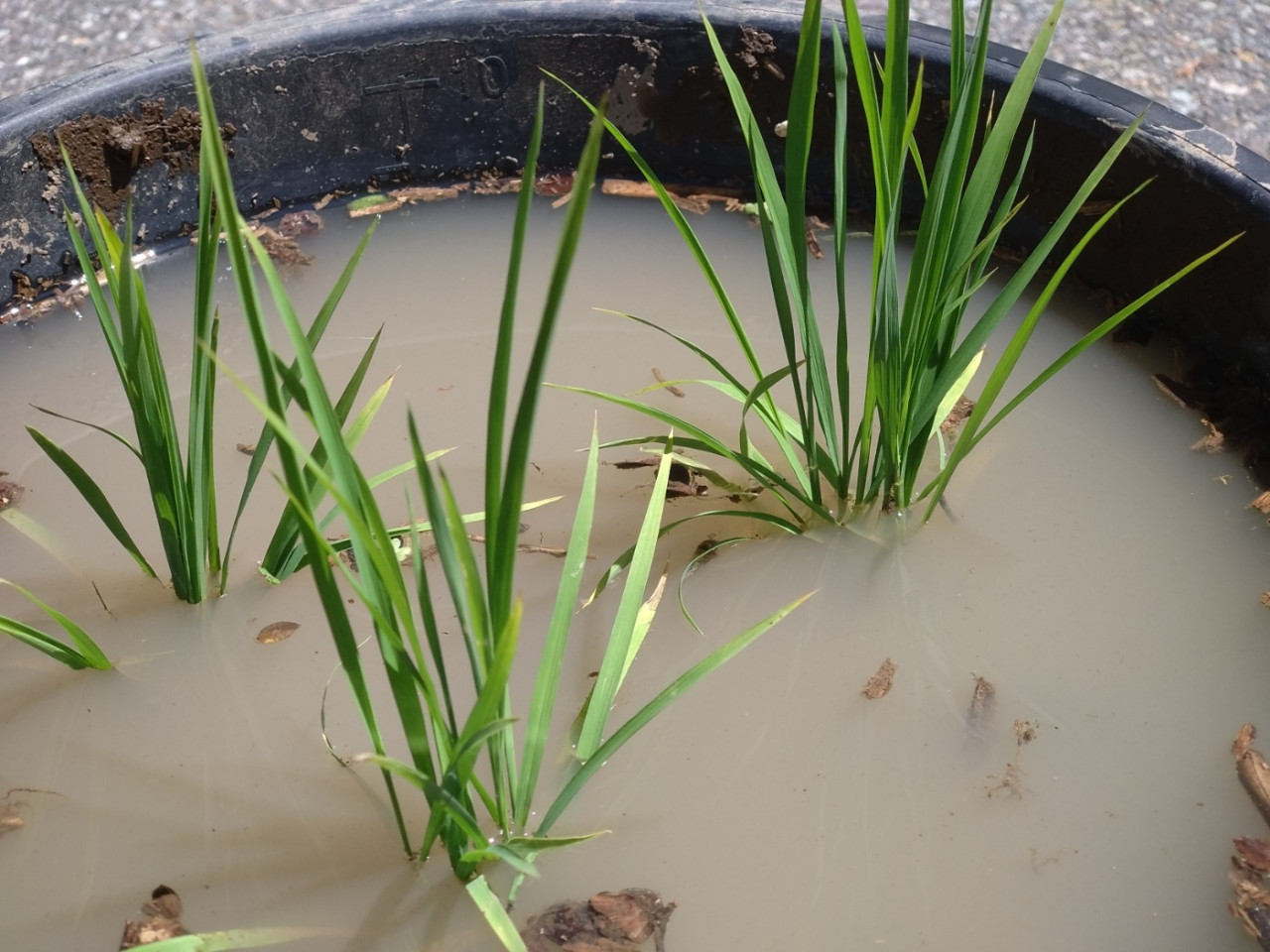 La prefectura de Niigata cuenta con el mayor número de fábricas de sake de Japón✨¿Qué ocurre en el interior de una fábrica de sake cuando termina la temporada de elaboración? Descubra los misterios durante un recorrido por las fábricas de sake 🎵.