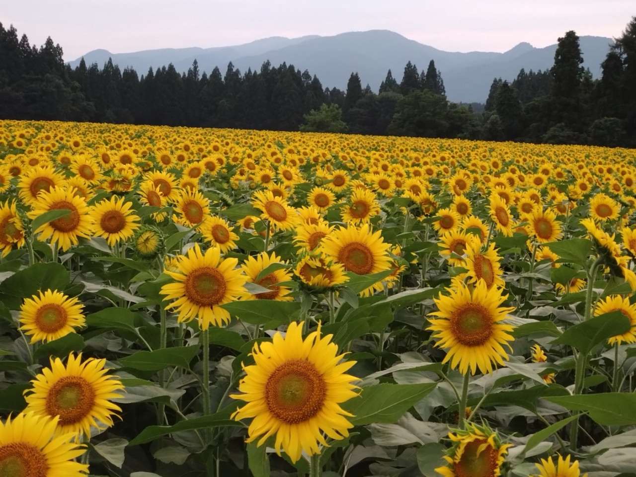 Le festival d'été de la ville de Tsunan, Sunflower Square🌻, est maintenant ouvert ! Que diriez-vous d'une visite de la brasserie de saké à Tsunan Brewery sur le chemin du retour 😄 ?