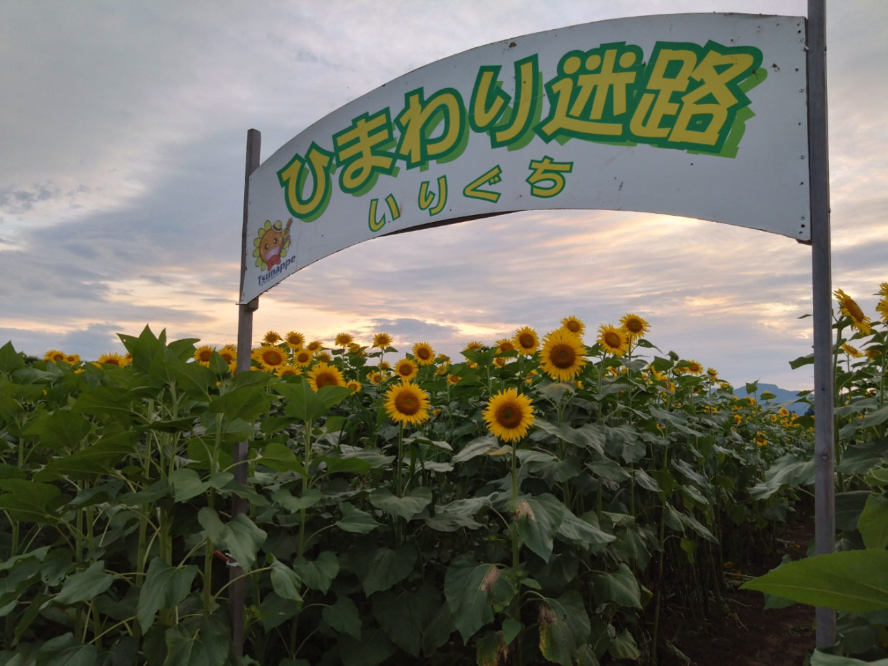 O festival de verão da cidade de Tsunan, Sunflower Square🌻, já está aberto! Que tal um passeio pela cervejaria de saquê na Tsunan Brewery a caminho de casa 😄?