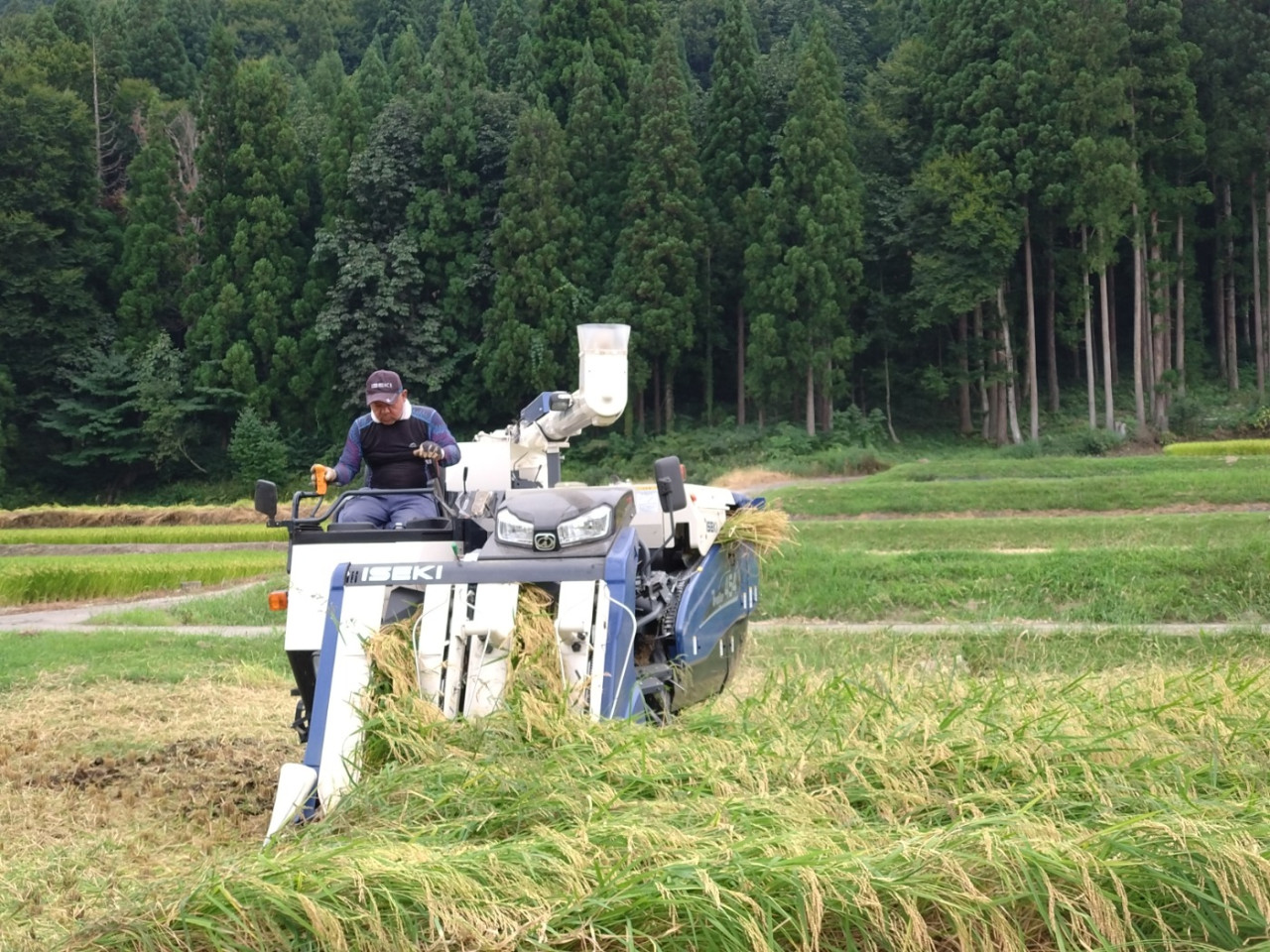 Panen padi 🌾 sedang mencapai puncaknya di Kota Tsunan, Prefektur Niigata ✨Tur ke tempat pembuatan sake juga tersedia. Sake musiman 'hiyaoroshi' sekarang dijual🍶.