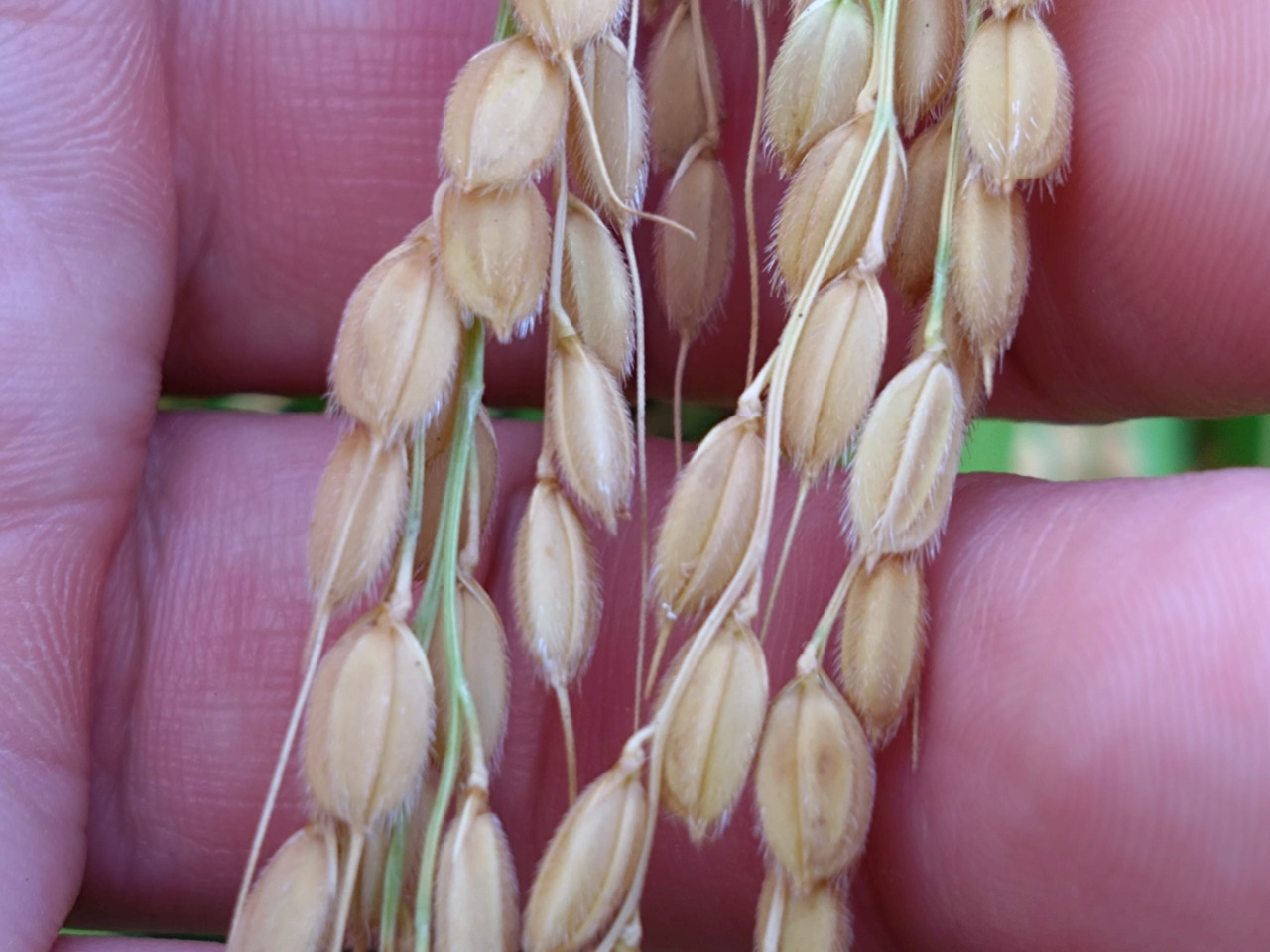 La cosecha de arroz 🌾 está en su punto álgido en la ciudad de Tsunan, en la prefectura de Niigata ✨También se ofrecen visitas a las fábricas de sake. El sake de temporada 