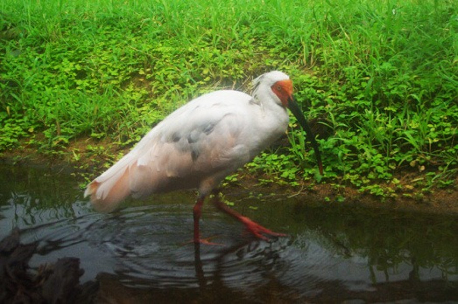 2 cm to the crested ibis! Toki Fureai Plaza