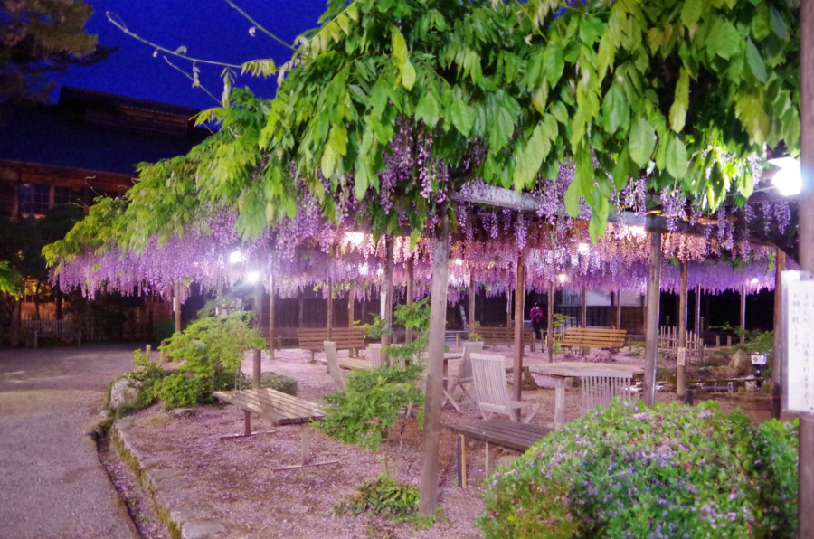 150-year-old wisteria flower curtain! Wisteria trellis at the Museum of Northern Culture.