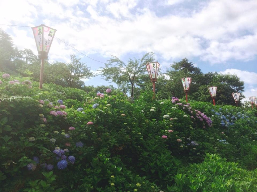 Spectacular view! A whopping 14,000 plants! I visited Tokamachi City Hydrangea Park.