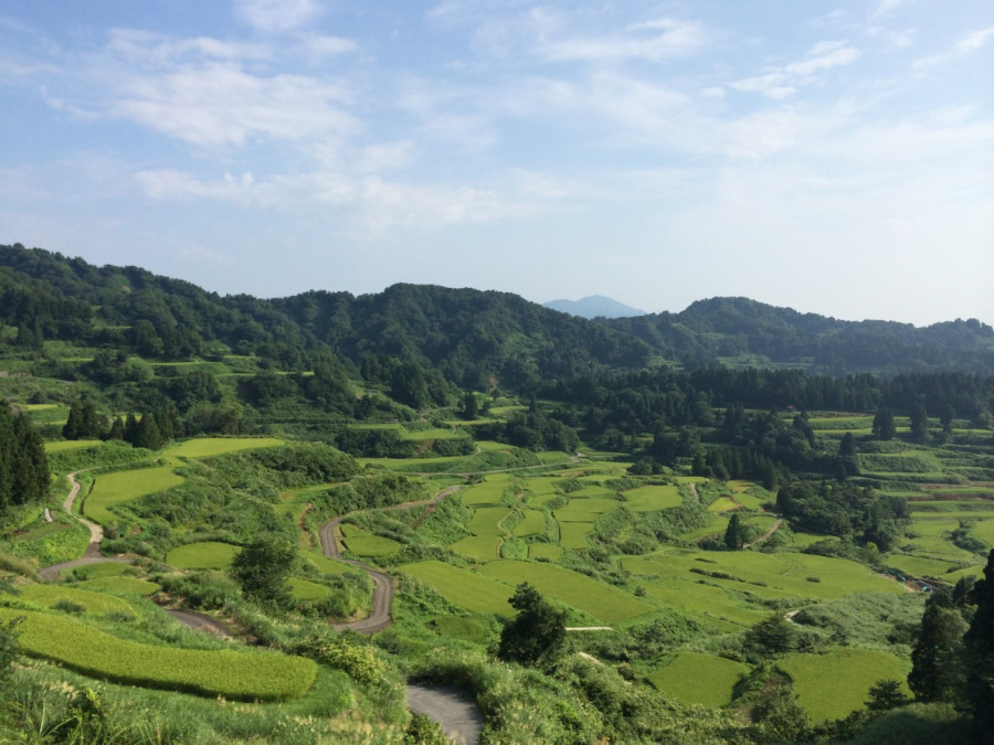 I visited the 'Hoshitoge terraced rice fields' in Tokamachi City in the height of summer.