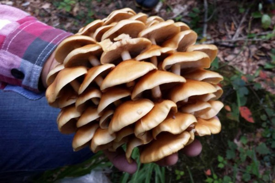 Truly local production for local consumption, the ultimate slow food! Sado mushroom camp (lunchtime)