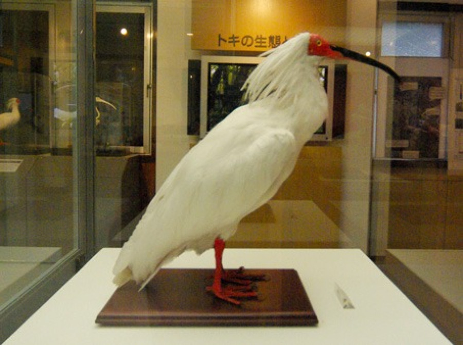 I am the world's greatest traitor" - the story of Uji and the "last crested ibis" Kin.