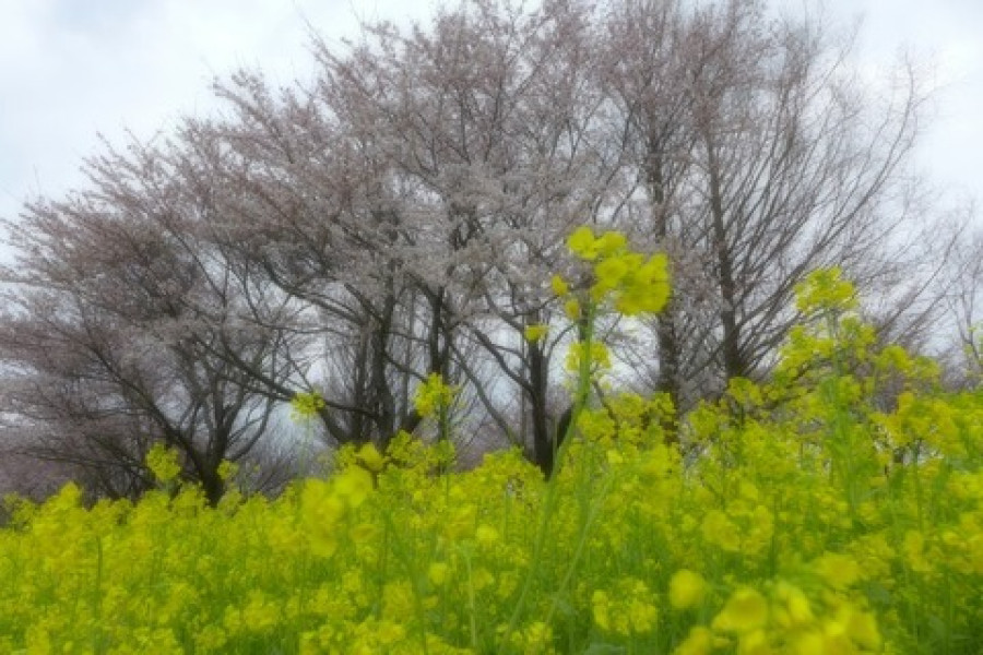Around Yahiko Village; went to check the cherry blossom front in Niigata at the beginning of April!