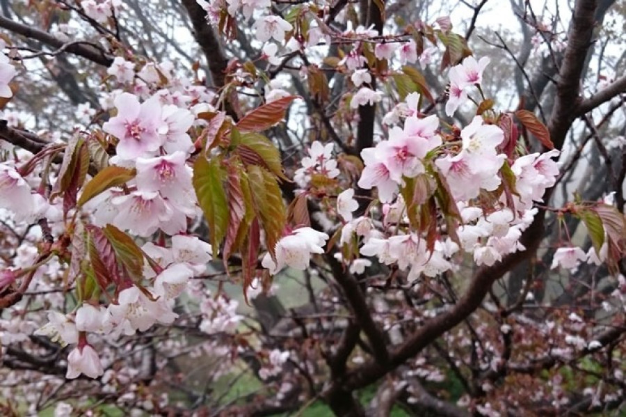 Fantastic mountain cherry blossoms on Sado Island! Senryu Cherry Blossoms at Myoken Campsite, 890 m above sea level.