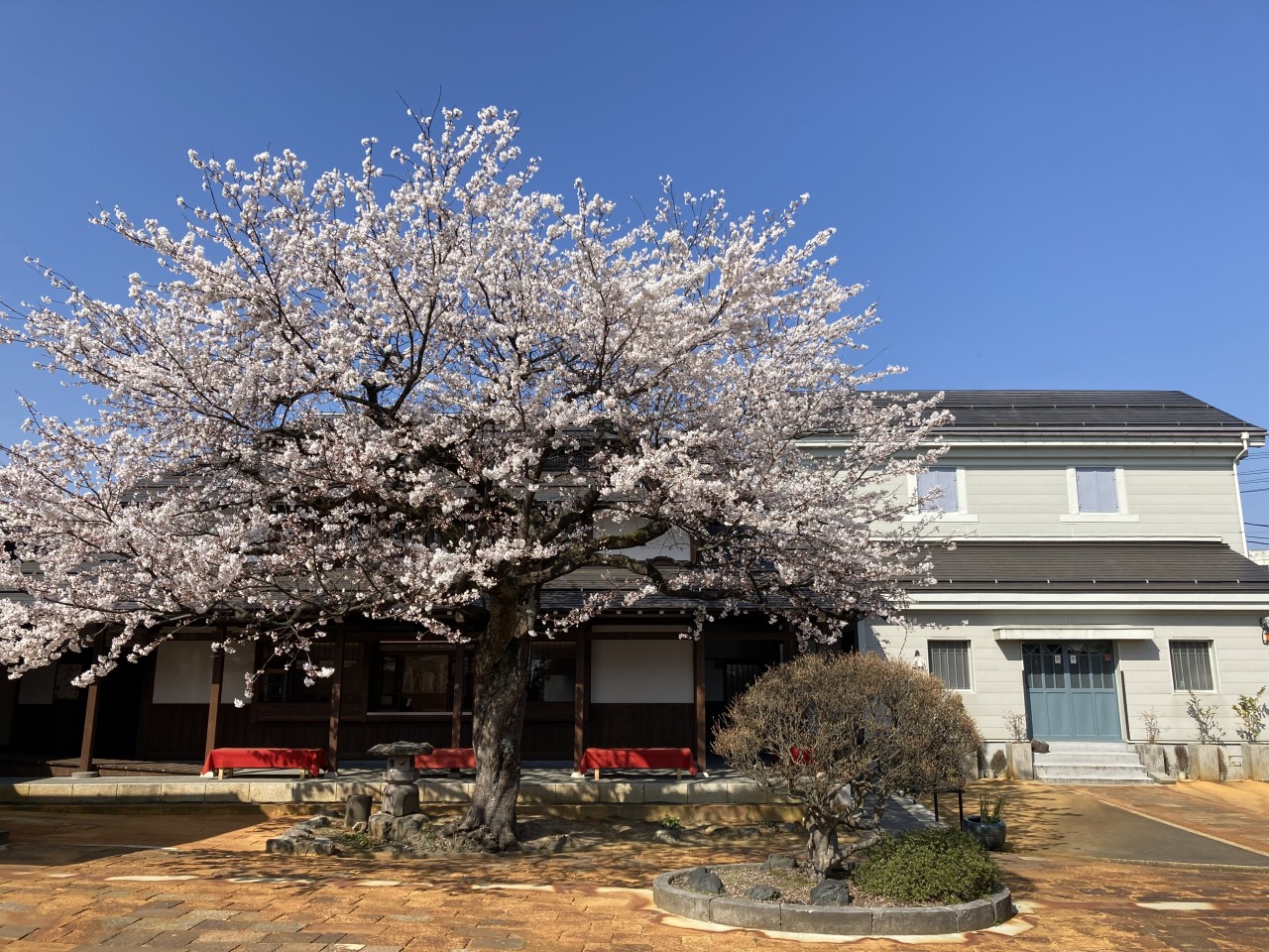 日本の人気菓子「だんご」を求めて新潟で人気の醸造の町・摂田屋へ　1902年創業の老舗菓子店「江口だんご摂田屋」